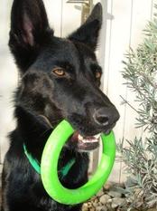 Nero (SZ 20000045) Nero (SZ 20000045)