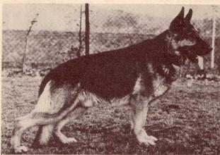 Yalk von Braninck Yalk von Braninck