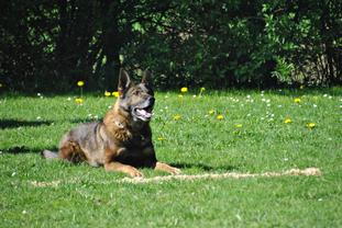 Queeny vom Haus van Hipp Queeny vom Haus van Hipp