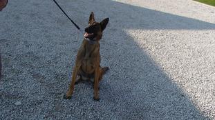 Vegeta NPA Detection Dog Vegeta NPA Detection Dog