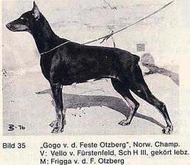 Gogo von der Veste Otzberg Gogo von der Veste Otzberg