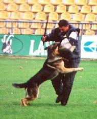 Basko von der Opitz-Alm Basko von der Opitz-Alm