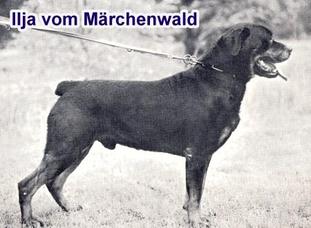 Ilja vom Märchenwald Ilja vom Märchenwald
