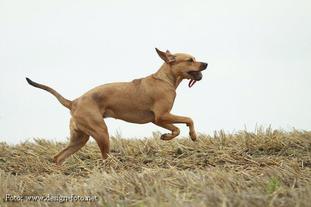 Aliiah Dogo Dogino Aliiah Dogo Dogino