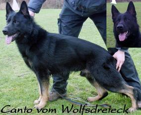 Canto vom Wolfsdreieck Canto vom Wolfsdreieck