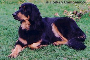 Horka vom Campemoor Horka vom Campemoor