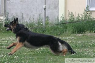 Carlo von der Wilsdruffer Flur Carlo von der Wilsdruffer Flur