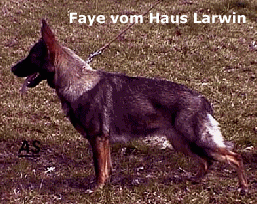 Faye vom Haus Larwin Faye vom Haus Larwin