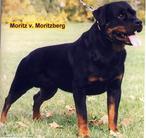 Moritz vom Moritzberg