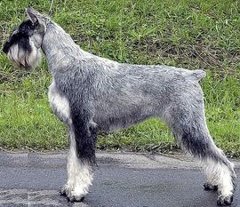 Silver Senator Regal Silver Senator Regal