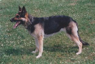 Anna vom Wolfssiegel Anna vom Wolfssiegel