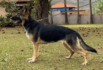 Bala do Sadonana