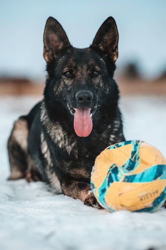Simmona Last Hathy
German Shepherd (short-haired)
21. Nov 2020