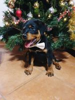 Athos vom Nebel Weide
Rottweiler
17. Oct 2020