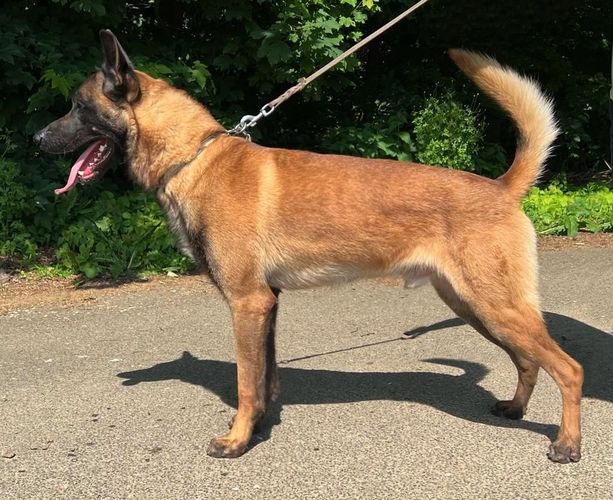 Thor von der Ghemazwinger
Belgian Shepherd (Malinois)
11. Jan 2020