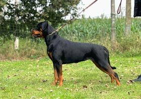 Viya from House Hertog
Rottweiler
20. Okt 2022