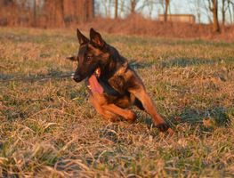 Kofola Extra Temperament
Belgický ovčák (Malinois)
12. kvě 2023