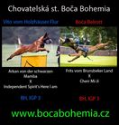 Vito vom Holzhäuser Flur X Boča Belrott