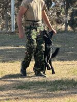 Azur von Obsidian Phoenix
German Shepherd (short-haired)
21. Mar 2023