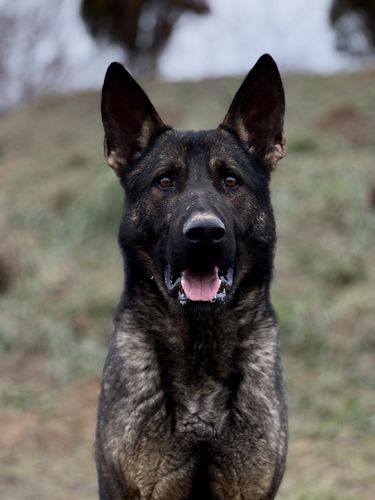 Dallas Antares Slovakia
German Shepherd (short-haired)
20. Feb 2023