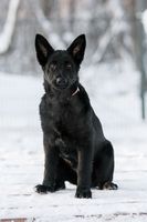 Fura Nokafi
Anjing Gembala Jerman (bulu pendek)
9. Oct 2023