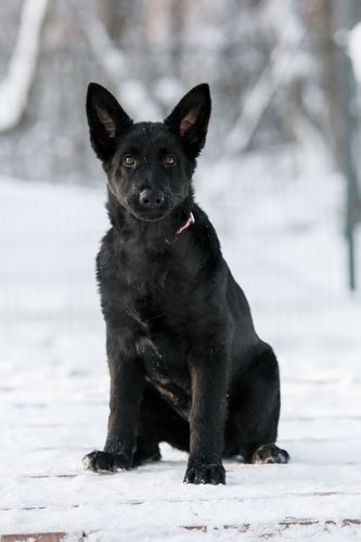 Fura Nokafi
Deutscher Schäferhund (Stockhaar)
09.10.2023