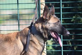 Stone du Chemin de l'Espérance
Belgisk fårehund (Malinois)
5. Jan 2021
