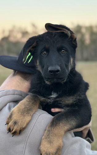 Eli vom Kiloro
German Shepherd (short-haired)
27. Oct 2024
