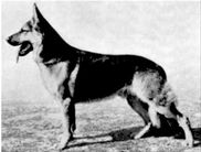 dog image background