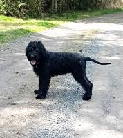 King Boy Fantom Chlumu
Giant Schnauzer (pure black)
5. Nov 2024
