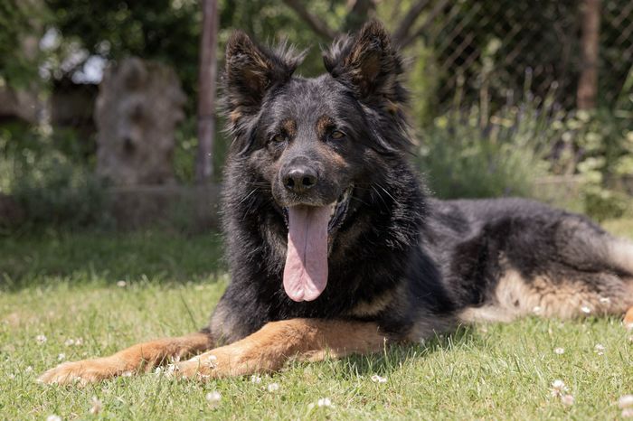 Avicii von den glorreichen Halunken
German Shepherd (long-haired)
7. Jun 2019