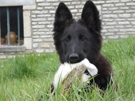 Titane des Crocs du Quercy
Belgianpaimenkoira (Groenendael)
6. Jou 2022