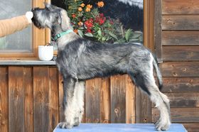 Lester Hexenwiese
Giant Schnauzer (pepper and salt)
17. Aug 2024