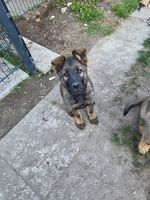Chapo vom Endinger Stern
German Shepherd (short-haired)
24. Feb 2025
