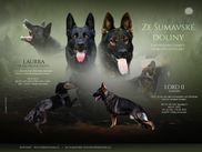 Laurra ze Zacpalova chovu