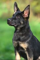 Amigo vom Warnemünder Moorgeist
German Shepherd
9. Jun 2024