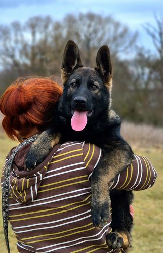 Aurelius Markus Anrebri
German Shepherd (short-haired)
7. Nov 2024