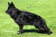 Donna Team Perfect Kennel