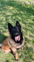 Fox (Rittich)
Berger Belge (Tervueren)
14. Mar 2024