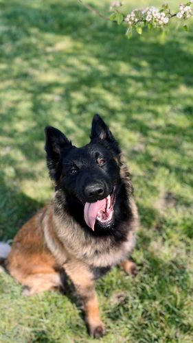 Fox (Rittich)
Belgischer Schäferhund (Tervueren)
14.03.2024