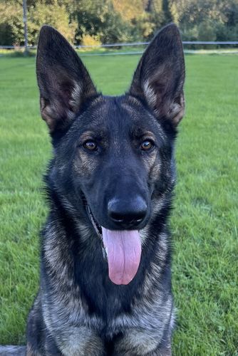 Torneryds Hippi
German Shepherd (short-haired)
13. Dec 2023