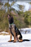 Almaz Legenda Volgi
German Shepherd (short-haired)
18. Oct 2024