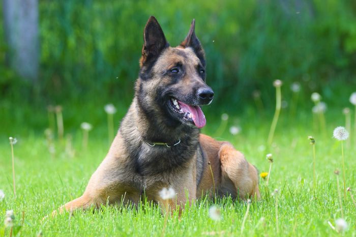 Baxter vom Keltendorf
Belgian Shepherd (Malinois)
27. Apr 2018
