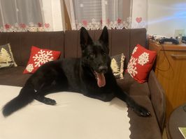 Virtus Faustus Moravia
German Shepherd Dog (short-haired)
17. Nov 2022