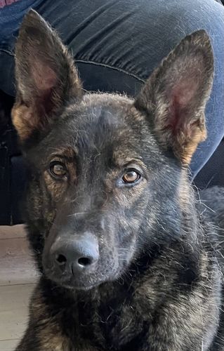 Abardi Ludwig
German Shepherd (short-haired)
11. Feb 2023
