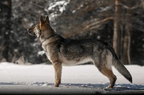 Darry Nokafi
German Shepherd (short-haired)
23. Mar 2023