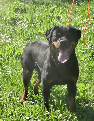 Calliope dell'Antico Guerriero
Rottweiler
16. Nov 2022