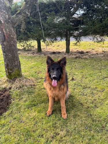 Cimba vom Haus Akru
German Shepherd (long-haired)
2. Jan 2024