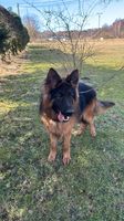 Chester vom Haus Akru
German Shepherd (long-haired)
2. Jan 2024