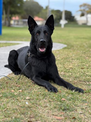 Hopper Kemi-chov
Schäfer
17. Juli 2019